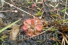 Drosera burmanni